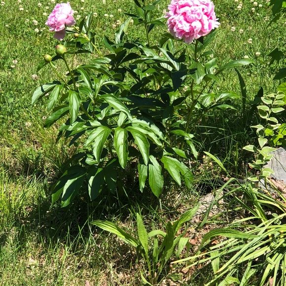 Lacy Ruffle Shorts - Picture 4 of 4